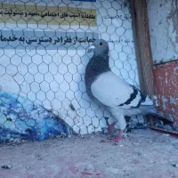 4عدد نر آلمانی ضمانتی