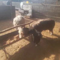 سلام درود|حیوانات مزرعه|مرودشت, زنگی آباد|دیوار