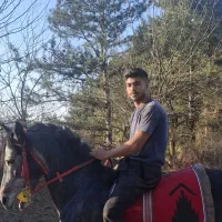 اسب کردنژاددار