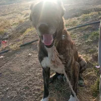 سگ نر دیونه|سگ|بالا ولایت, |دیوار