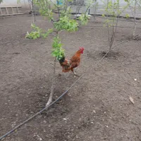 خروس