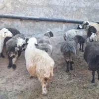 فروش گوسفند|حیوانات مزرعه|منج, |دیوار