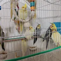 عروس هلندی|پرنده|قم, باغ شریفی|دیوار