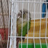 گرینچیک|پرنده|قم, کلهری|دیوار