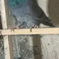 پرشی|پرنده|ساوه, |دیوار