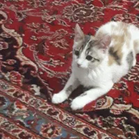 واگذاری گربه