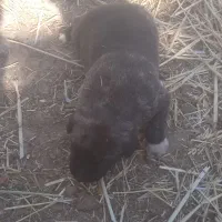 واگذاری.سگ.|سگ|رادکان, |دیوار