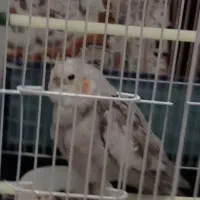 عروس هلندی گم شده