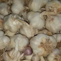 سیر درجه یک بشرط