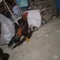 فروش خروس سالم و بدون هیچ 9 ماه