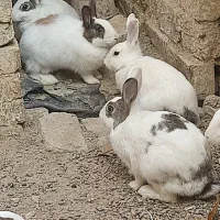 خرگوش|موش و خرگوش|نهاوند, |دیوار