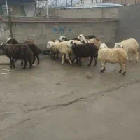 بره داشتی  افشاری