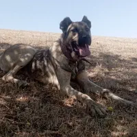 سگ سرابی یکساله