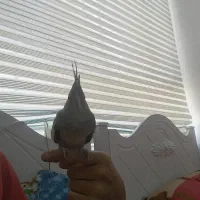 عروس هلندی|پرنده|نقده, |دیوار