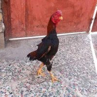 کوشا مو و لاری جوجه