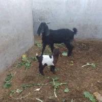 بز دورگ پاکستانی با بچه