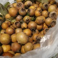 ازگیل جنگلی تازه