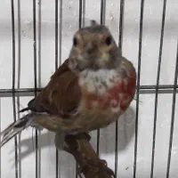 سهره قناری سینه سرخ عروس هلندی|پرنده|همدان, |دیوار