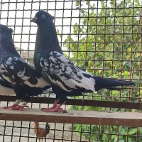 سینه سیاه