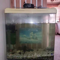 آکواریوم|ماهی|تبریز, |دیوار