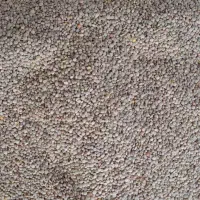 عدس تمیز پاک شده