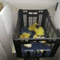 دستگاه جوجه کشی همراه با هچر