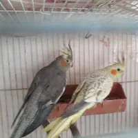 جفت عروس هلندی ۱۷ماهه