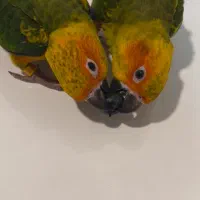 طوطی خورشیدی سان کانور ۶ ماهه پشت زرد|پرنده|اهواز, زیتون کارمندی|دیوار
