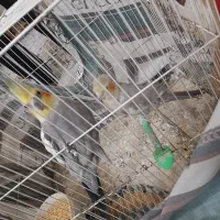 عروس هلندی جفت