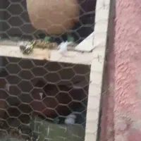 چند جفت دمب شفید قلدر جفت گاه وطوقی معا وضه دارم