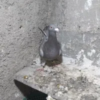 ۵۰۰|پرنده|شیروان (خراسان), |دیوار