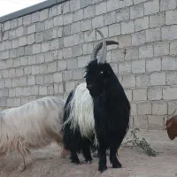 دوبر