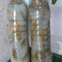 خیارشور ریز ۱۵۰