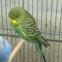 مرغ عشق .پرند.نر انگلیسی جوجه