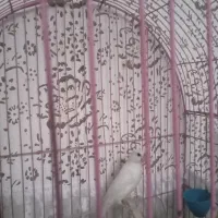 فنج نرگسی با قفس|پرنده|ارومیه, |دیوار