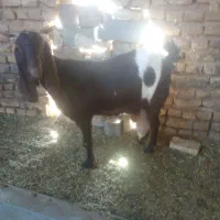 شیر بز|حیوانات مزرعه|تربت جام, کشتارگاه|دیوار