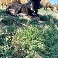 سگ قدریجونی|سگ|خمین, |دیوار