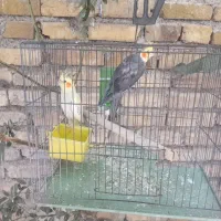2عدد عروس هلندی گم شده