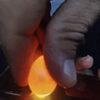 تخم عروس هلندی