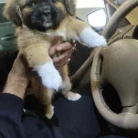 توله سگ|سگ|جم, |دیوار