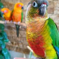 گرینچیک فول دستی