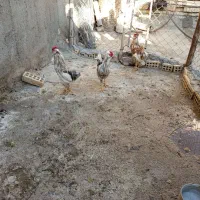 خروس گلین قوقاز نر