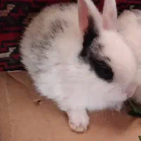 بچه خرگوش