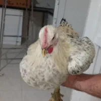 معاوضه خروس با کبوتر|پرنده|شازند, |دیوار