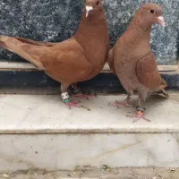 نر وماده سرخ کرمانی