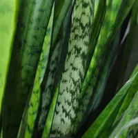 فروش گل طبیعی و زیبای سانسوریا|گل و گیاه طبیعی|ایذه, |دیوار