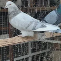 کبوترپرشی تضمینی|پرنده|ابریشم, |دیوار