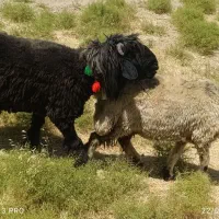 شیشک قوچ سیاه بختیاری بذری