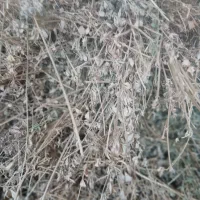 کاه و یونجه|لوازم جانبی حیوانات|خواجه, |دیوار