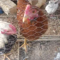 دو عدد مرغ بومی|حیوانات مزرعه|برخوار, |دیوار